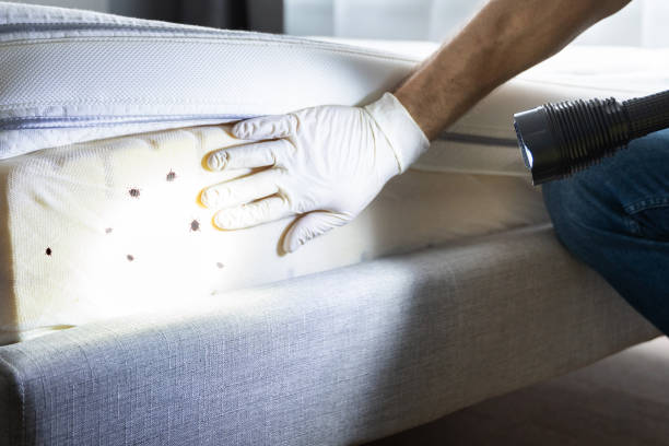 Best Residential Pest Control  in Blackshear, GA