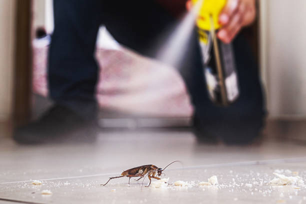 Best Mosquito Control Services  in Blackshear, GA